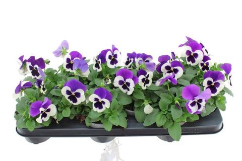 Viola x wittrockiana DELTA F1 VIOLET AND WHITE