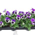 Viola x wittrockiana DELTA F1 VIOLET AND WHITE