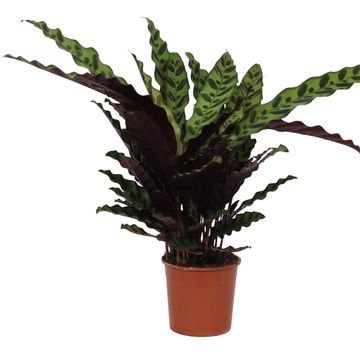 Calathea lancifolia 'Insigne'