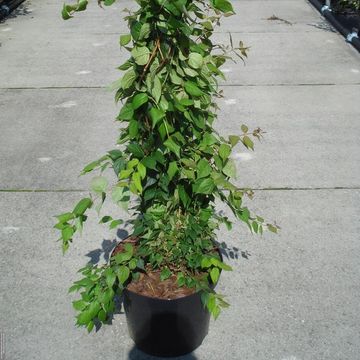 Kolkwitzia amabilis 'Pink Cloud'