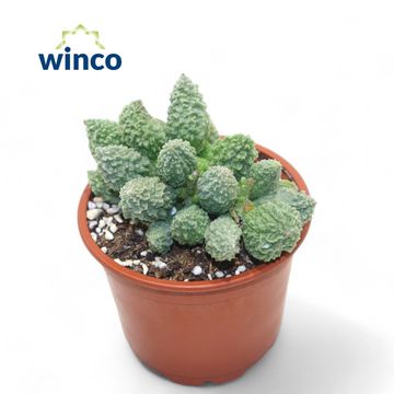 Adromischus marianae herrei 'Lime Drops'