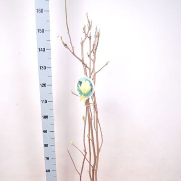 Magnolia denudata YELLOW RIVER