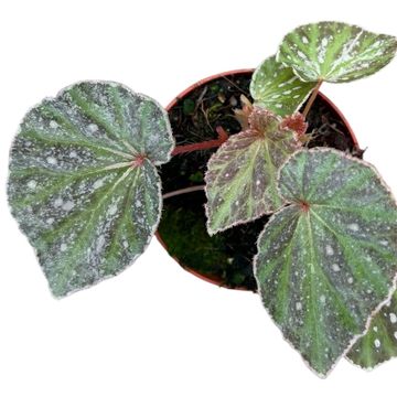 Begonia 'Snow Hare'
