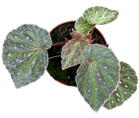 Begonia 'Snow Hare'