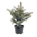 Picea pungens 'Glauca'