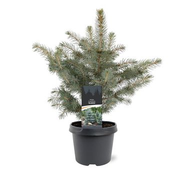 Picea pungens 'Glauca'
