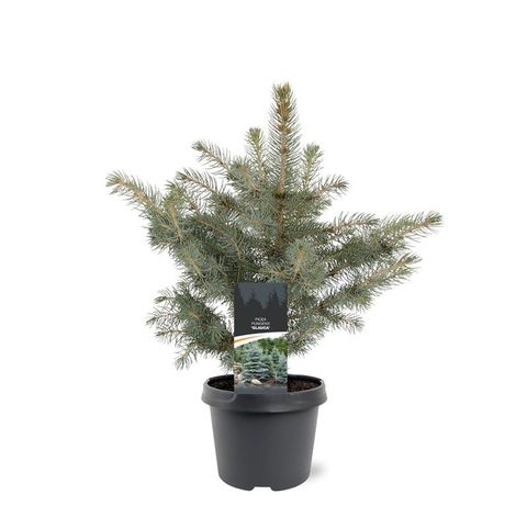 Picea pungens 'Glauca'