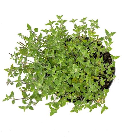 Nepeta 'Kit Cat'