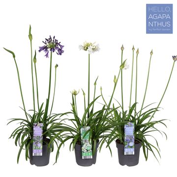 Agapanthus MIX