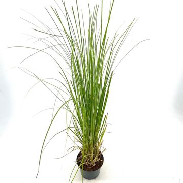 Cortaderia selloana