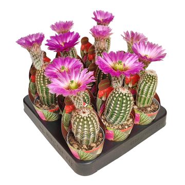 Echinocereus reichenbachii