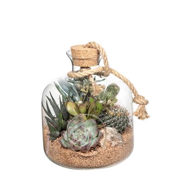 Arrangement Cactus / Succulent