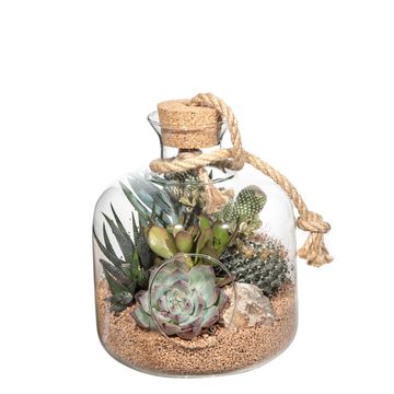 Composizione Cactus / Succulent