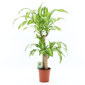 Dracaena fragrans 'Massangeana'