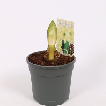 Hippeastrum 'Lemon Star'