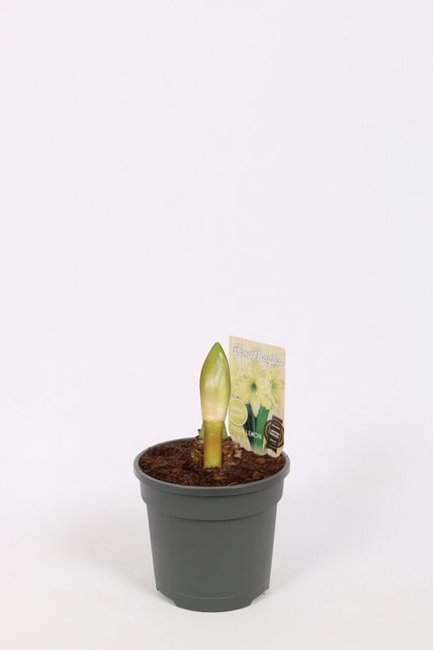 Hippeastrum 'Lemon Star'