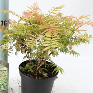Sorbaria sorbifolia 'Sem' (About Plants Zundert BV)
