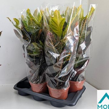 Codiaeum variegatum 'Excellent'