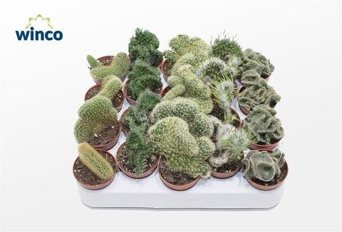 Cactus CRISTATA MIX