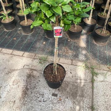 Camellia japonica 'Dr King'