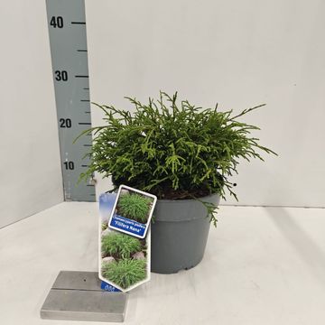 Chamaecyparis pisifera 'Filifera Nana'