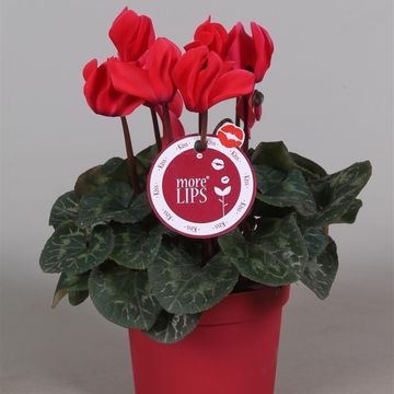 Cyclamen persicum SUPER SERIE S ALLURE RED