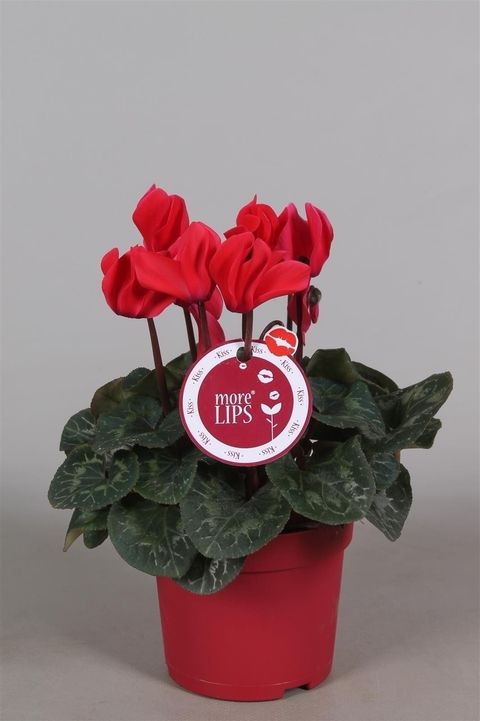 Cyclamen persicum SUPER SERIE S ALLURE RED