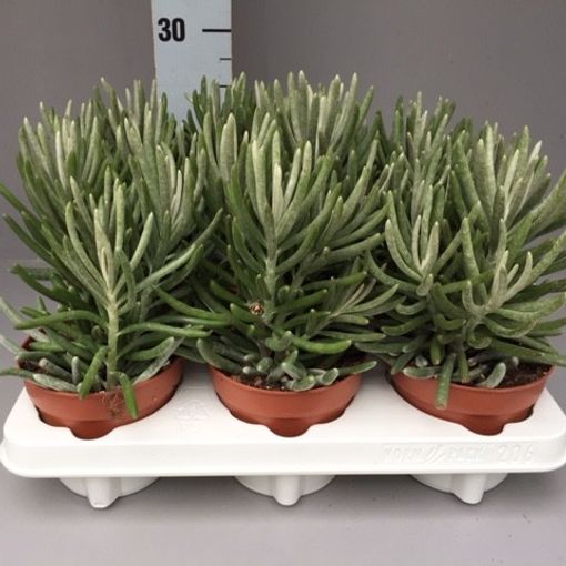 Senecio pyramidatus