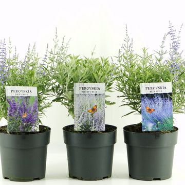 Perovskia atriplicifolia MIX