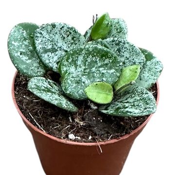 Hoya 'Mathilde Splash'