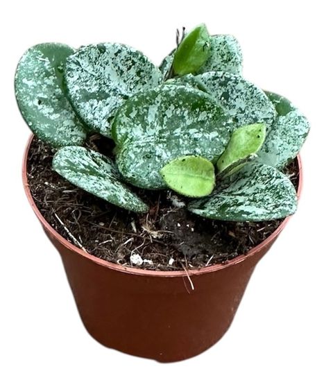 Hoya 'Mathilde Splash'