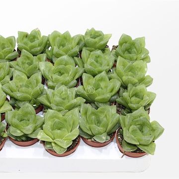 Haworthia cooperi