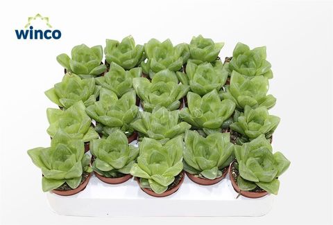 Haworthia cooperi