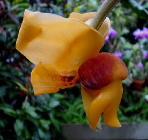 Stanhopea connata