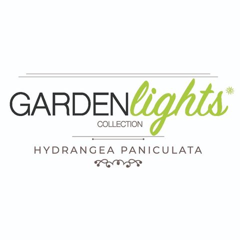 Hydrangea paniculata GARDENLIGHTS REDLIGHT
