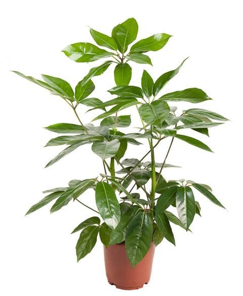 Schefflera actinophylla 'Amate'