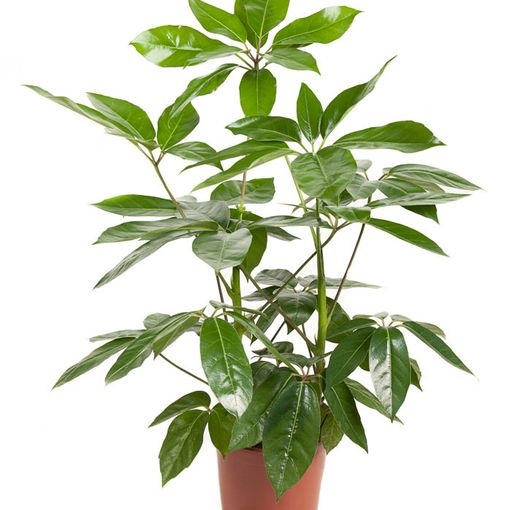 Schefflera actinophylla 'Amate' (Ammerlaan, The Green Innovater)