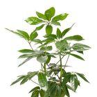 Schefflera actinophylla 'Amate'