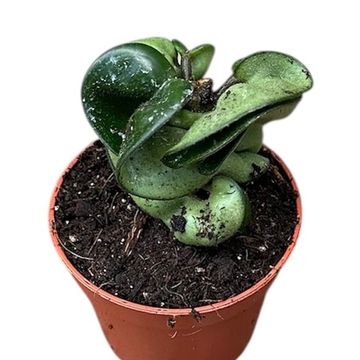 Hoya carnosa 'Compacta'