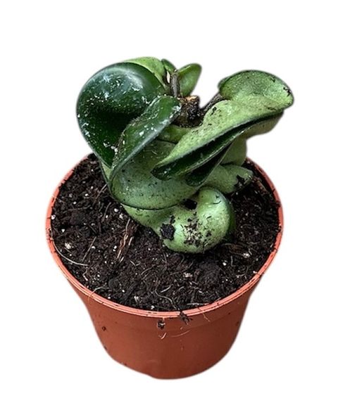 Hoya carnosa 'Compacta'