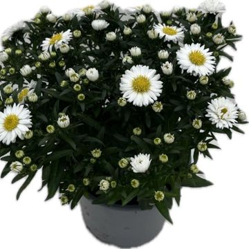 Aster ALPHA WHITE