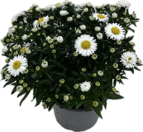 Aster ALPHA WHITE