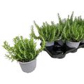 Rosmarinus officinalis 'Prostratus'