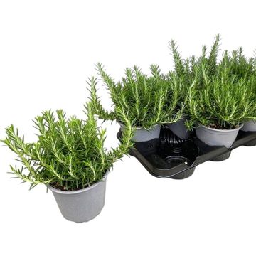Rosmarinus officinalis 'Prostratus'