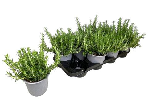 Rosmarinus officinalis 'Prostratus'