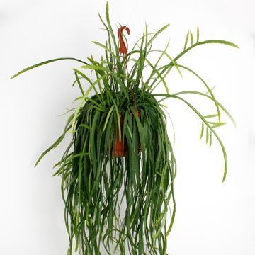Lepismium bolivianum
