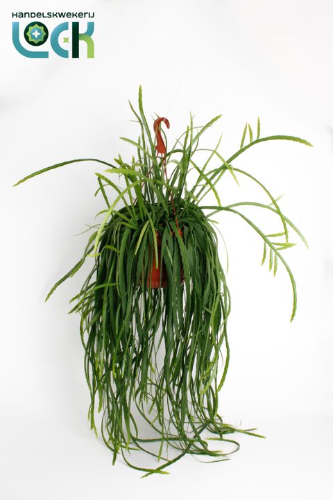 Lepismium bolivianum