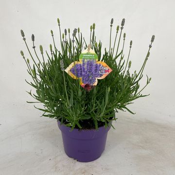 Lavandula angustifolia 'Hidcote'