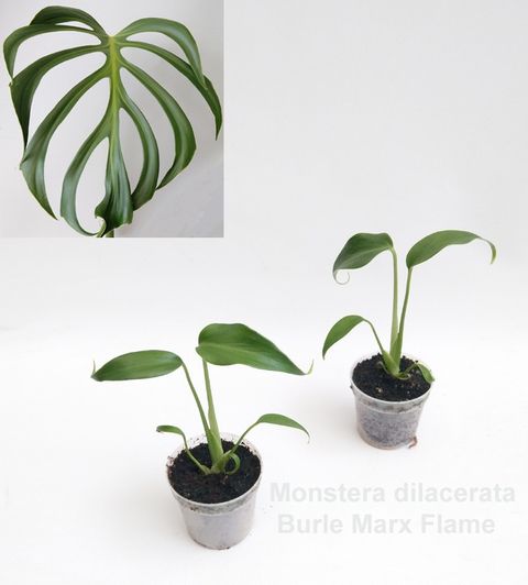 Monstera 'Burle Marx Flame'