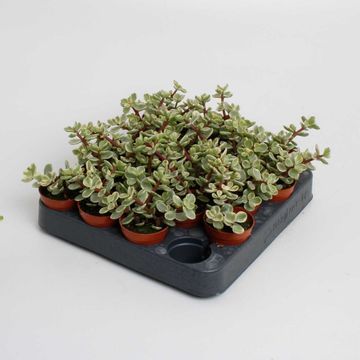 Portulacaria afra 'Variegata'